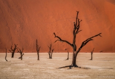 Trees in the Deadvlei of Namibia